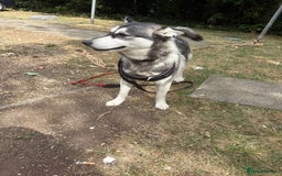 Siberian Husky dogs for sale: Siberian husky female very friendly - Image 1