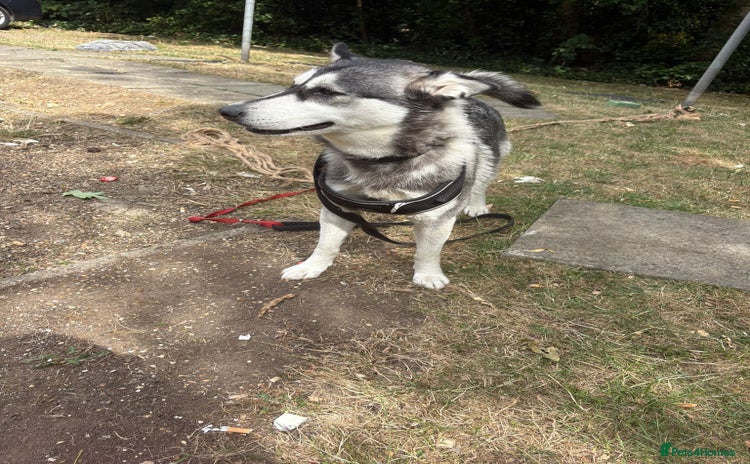 Siberian Husky dogs - Advert 1