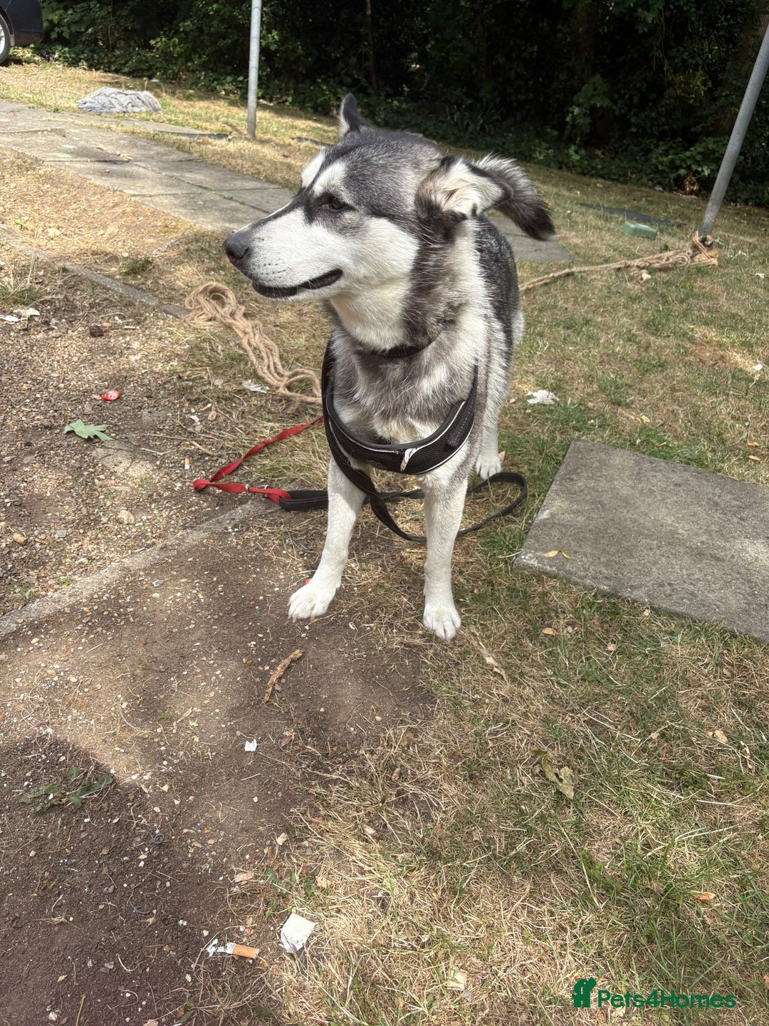 Siberian Husky dogs for sale: Siberian husky female very friendly - Image 1