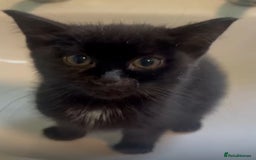 Mixed Breed cats for adoption: Tiny abandoned kitten needs a forever home - Advert 1