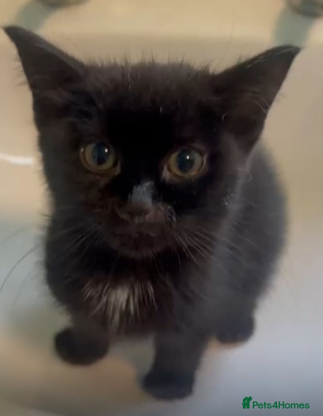 Mixed Breed cats for adoption: Tiny abandoned kitten needs a forever home - Advert 1