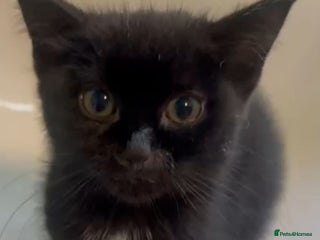 Mixed Breed cats for adoption: Tiny abandoned kitten needs a forever home - Advert 1