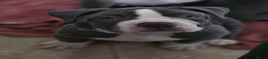 Olde English Bulldogge Puppy 3