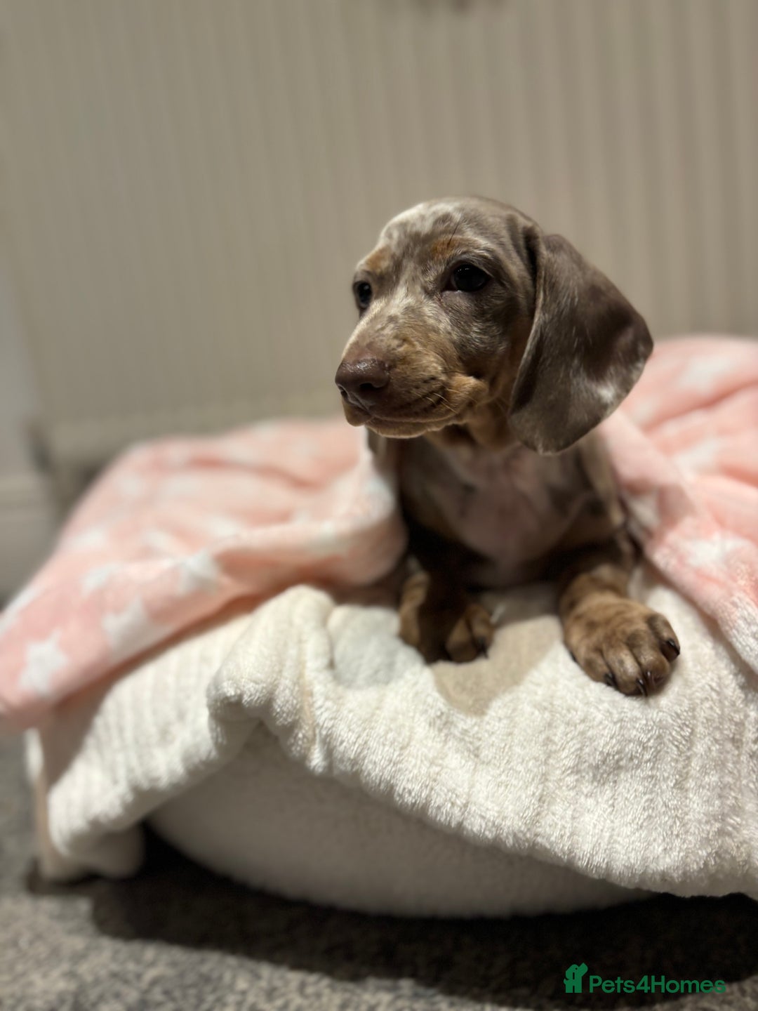Miniature Dachshund dogs for sale: Miniature dachshund girl  - Advert 8