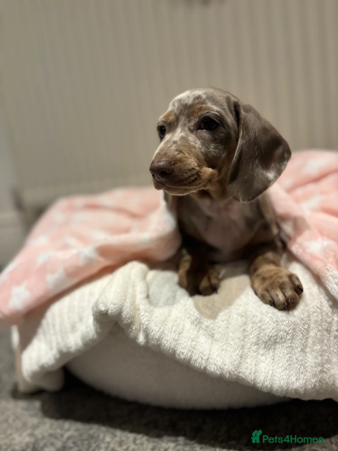 Miniature Dachshund dogs for sale: Miniature dachshund girl  - Advert 8