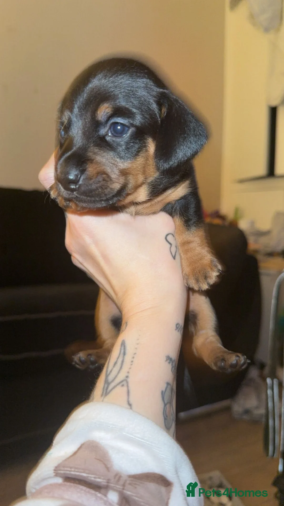 Dachshund dogs for sale: Dachshund puppies.  in Egham - Advert 2