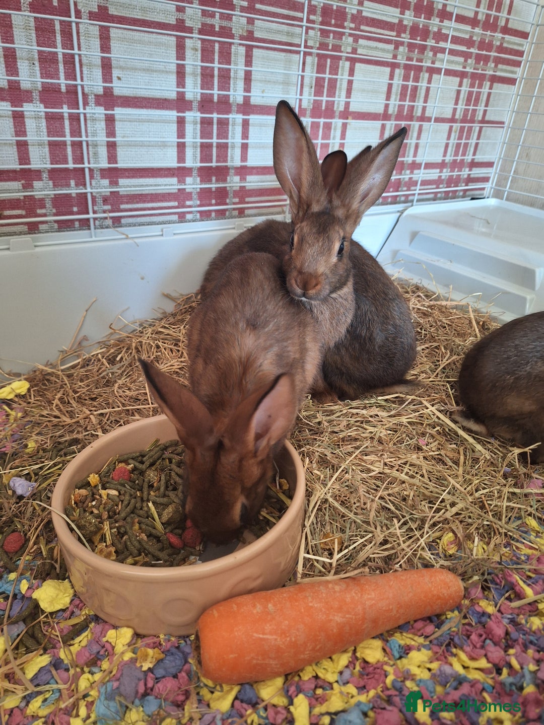 Belgian Hares rabbits for sale: Pure Belgian Hare babies for sale - Advert 1