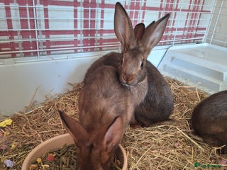 Belgian Hares rabbits Pure Belgian Hare babies for sale - Advert 6