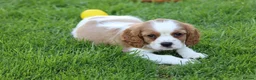 Cavalier King Charles Spaniel dogs for sale: PUG x CAVALIER puppies for sale  - Advert 18