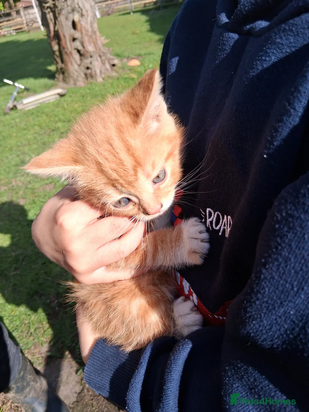 Mixed Breed cats for sale: Beautiful ginger kittens - Advert 2