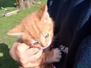 Mixed Breed cats Beautiful ginger kittens - Advert 2