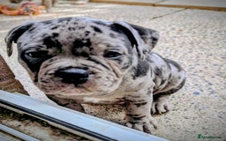 Mixed Breed dogs for sale: Beautiful pups with stunning markings  - Image 32