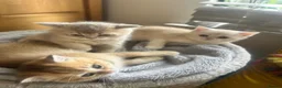 Scottish Fold cats for sale:  Kittens Ready for Their Forever Homes - Advert 16