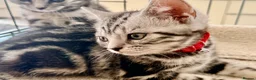 British Shorthair cats for sale: Stunning Silver BSH Kittens GCCF Champion Lines - Advert 32