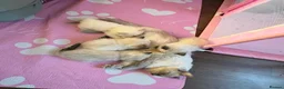 Ragdoll cats for sale: Beautiful Ragdoll Kittens - Advert 10