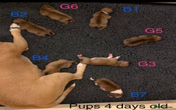 Staffordshire Bull Terrier dogs for sale: Stunning Red Staffy puppies KC top bloodlines - Image 33