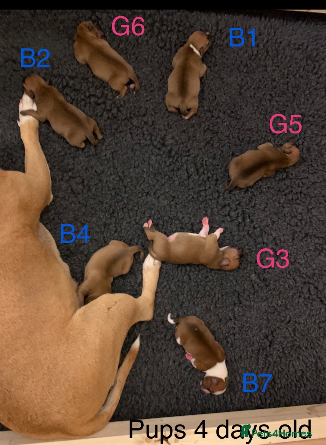 Staffordshire Bull Terrier dogs for sale: Stunning Red Staffy puppies KC top bloodlines - Image 33