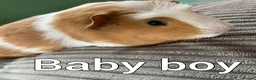 Guinea Pig rodents for sale: Males and females  - Advert 2