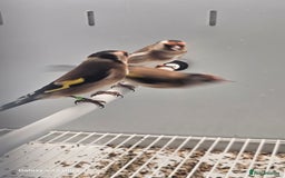 Finches birds for sale: Goldfinch greenfinch  - Image 10