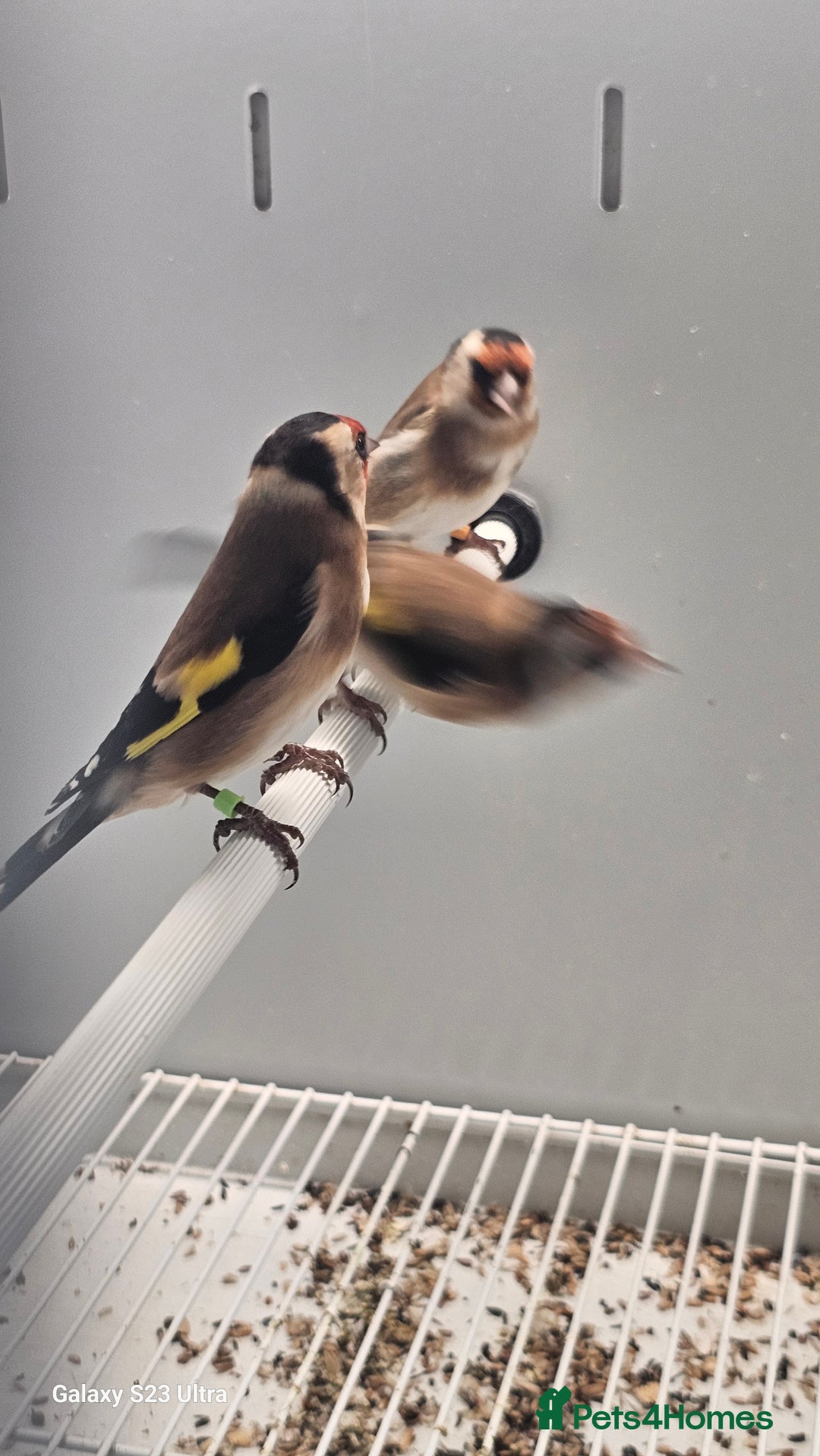 Finches birds for sale: Goldfinch greenfinch  - Image 10