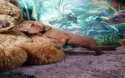 Mixed Breed dogs for sale: Stunning multigenerational golden Irish doodles  - Image 28