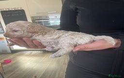 Mixed Breed dogs for sale: Cockapoo/poochon - Image 7
