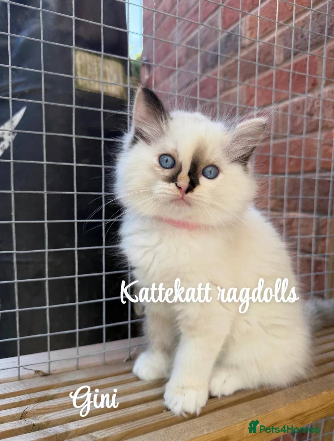 Ragdoll cats for sale: *One unique girl left* TICA reg. Extra fluffy* - Advert 1