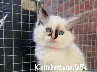 Ragdoll cats *One unique girl left* TICA reg. Extra fluffy* - Advert 1