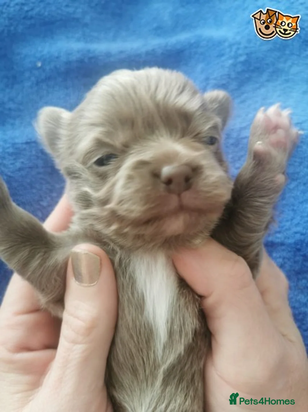 Chihuahua dogs for stud: Lilac and tan Russian import stud dog DNA tested in Rotherham - Advert 25