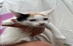 Ragdoll cats for sale: Ragdoll cross kittens  - Image 4