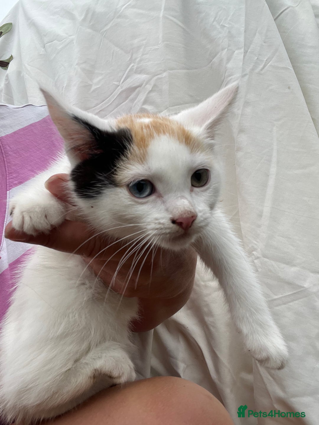 Ragdoll cats for sale: Ragdoll cross kittens  - Image 4