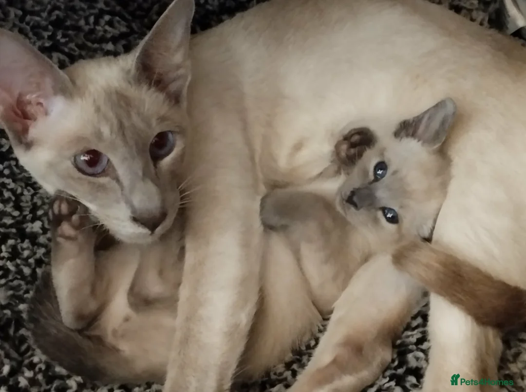 Siamese cats for sale: Absolutely Exceptional  - Advert 2