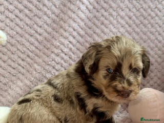 Labradoodle dogs Last 2 Adorable Miniature Labradoodles left - Advert 1