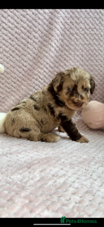 Labradoodle dogs Last 2 Adorable Miniature Labradoodles left - Advert 5