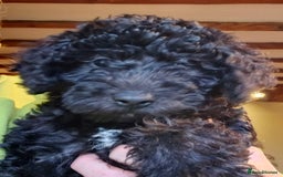 Mixed Breed dogs for sale: Bedlington x Minature Poodle  - Image 2