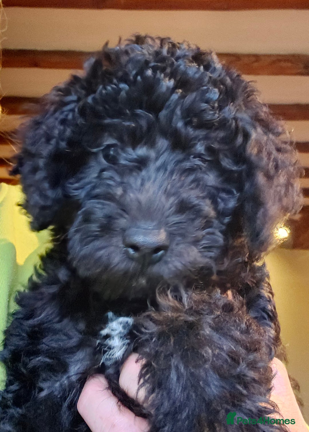 Mixed Breed dogs for sale: Bedlington x Minature Poodle  - Image 2