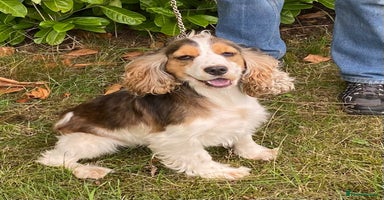 Cocker Spaniel dogs - Advert 1