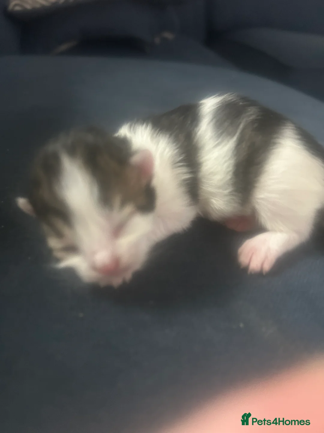 Mixed Breed cats for sale: Gorgeous Kittens - Advert 5