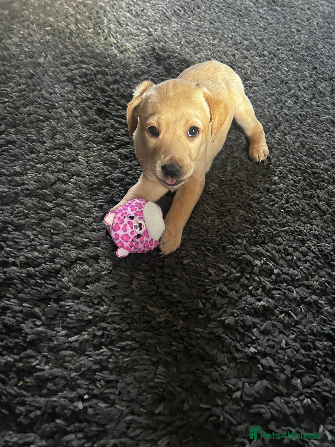 Labrador Retriever dogs for sale: BEAUTIFUL Female Labrador Puppy - Advert 4