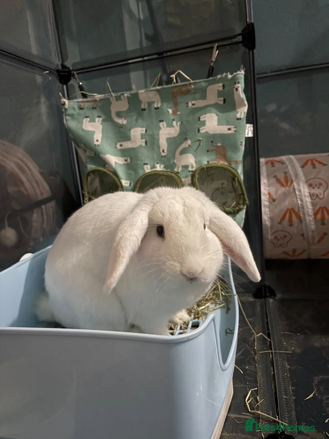 Mini Lop rabbits for sale: Mini Lop Bunny  in Doncaster - Advert 2