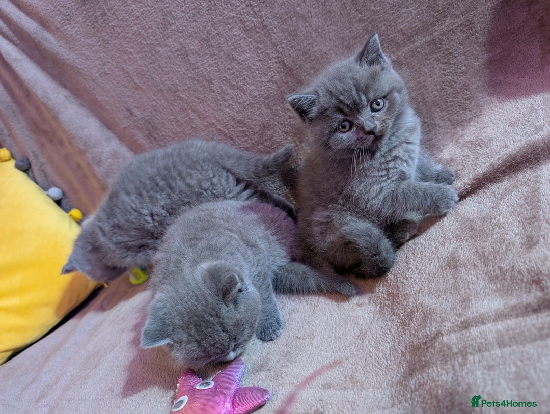 British Shorthair cats for sale: British short hair  - Image 8