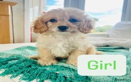 Cavapoo dogs for sale: F1 Cavapoo Puppies  - Image 8