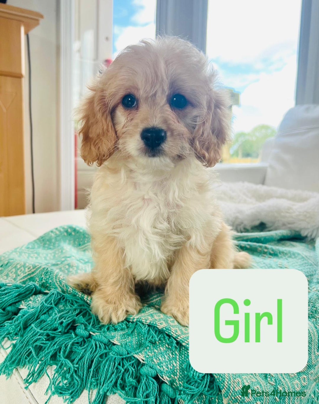 Cavapoo dogs for sale: F1 Cavapoo Puppies  - Image 8