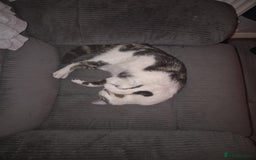 British Shorthair cats for sale: 1xmale black & white and 1xfemale Calico colours  - Image 3