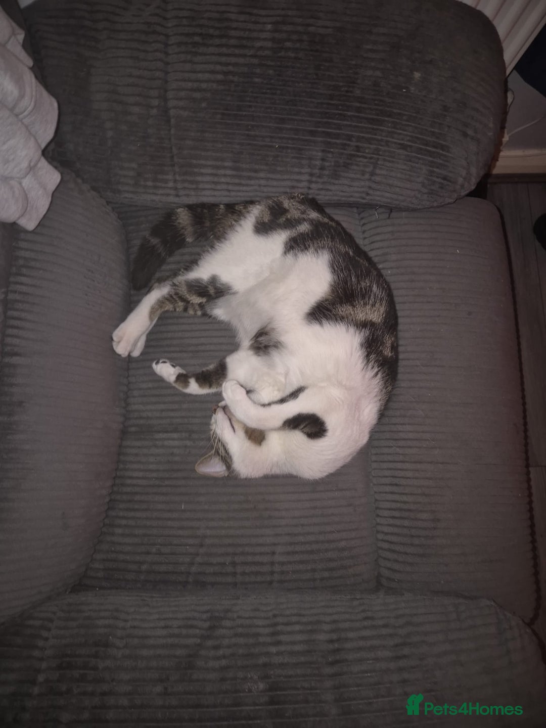 British Shorthair cats for sale: 1xmale black & white and 1xfemale Calico colours  - Image 3