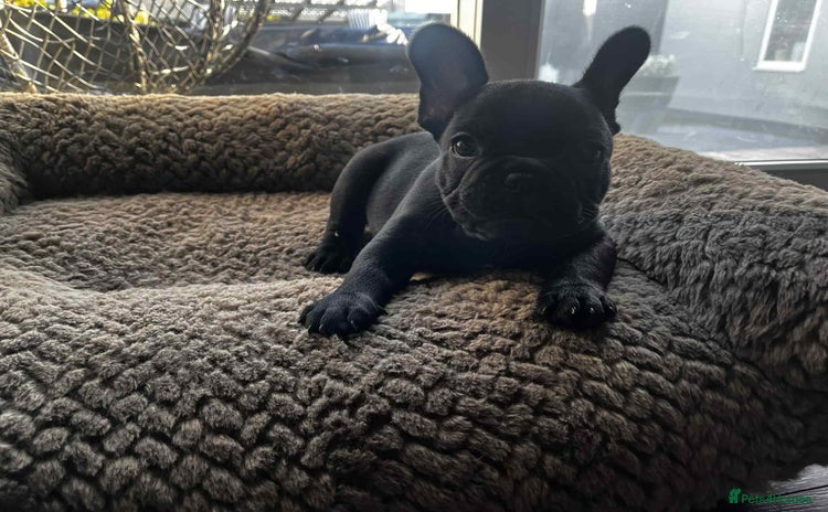 French Bulldog dogs - Advert 13