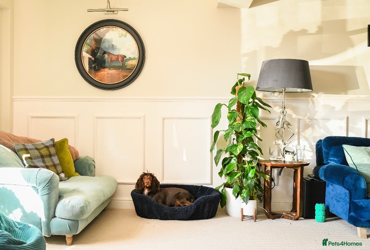 Cocker Spaniel dogs for sale: Stunning kc cocker spaniels - puppy culture raised - Advert 1