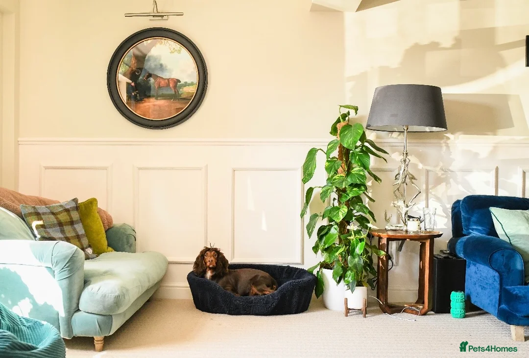 Cocker Spaniel dogs for sale: Stunning kc cocker spaniels - puppy culture raised - Advert 1