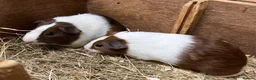 Guinea Pig rodents for sale: Male/Boar Guinea Pigs - Advert 1