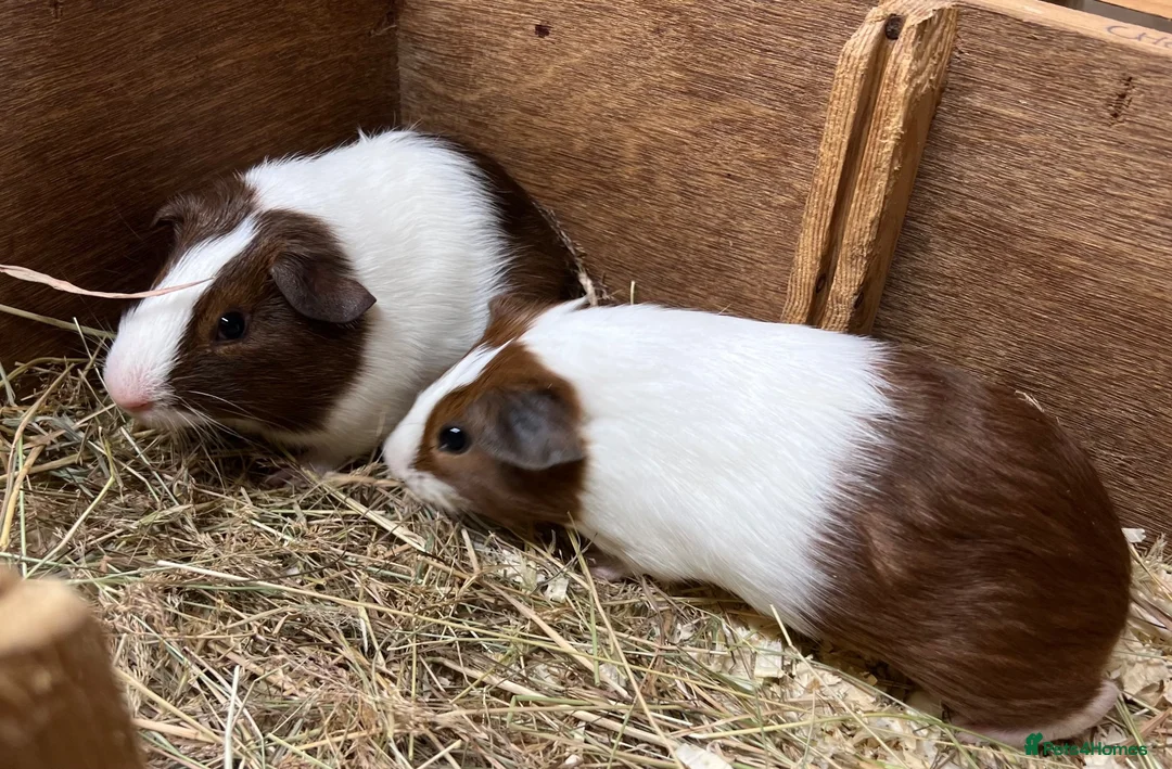 Guinea Pig rodents for sale: Male/Boar Guinea Pigs - Advert 1